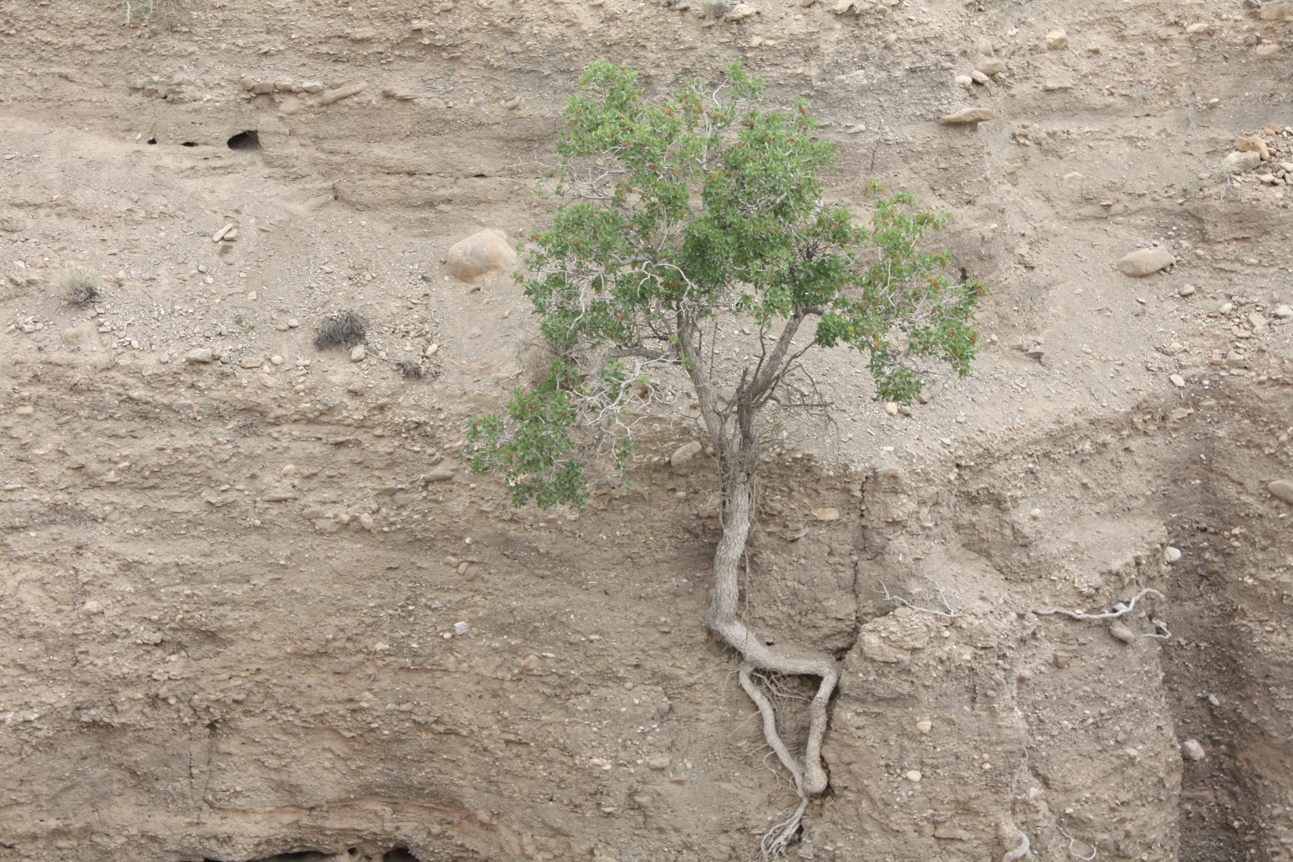 گیاهان رودخانه زی